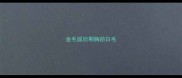 金毛尴尬期胸前白毛