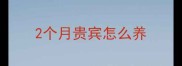 2个月贵宾怎么养