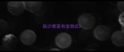 临沂哪里有宠物店