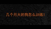 几个月大的狗怎么训练