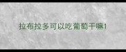拉布拉多可以吃葡萄干嘛