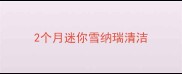 2个月迷你雪纳瑞清洁