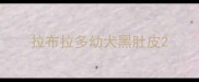 拉布拉多幼犬黑肚皮