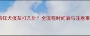 狗狗狂犬疫苗打几针全流程时间表与注意事项