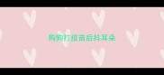 狗狗打疫苗后抖耳朵