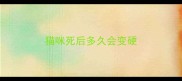 猫咪死后多久会变硬