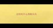 边牧吃什么狗粮长肉
