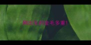 刚出生的金毛多重