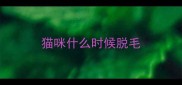 猫咪什么时候脱毛