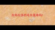 拉布拉多的毛长是串吗