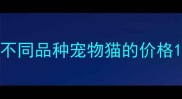 不同品种宠物猫的价格