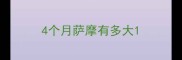 4个月萨摩有多大