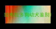 拉布拉多狗幼犬鉴别