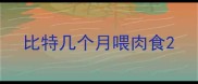 比特几个月喂肉食