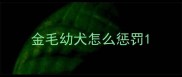 金毛幼犬怎么惩罚