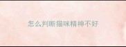 怎么判断猫咪精神不好
