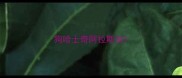 狗哈士奇阿拉斯加