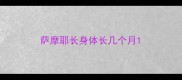 萨摩耶长身体长几个月