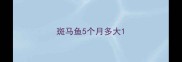 斑马鱼5个月多大