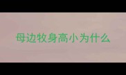母边牧身高小为什么