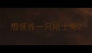 想领养一只哈士奇