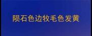陨石色边牧毛色发黄