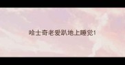 哈士奇老爱趴地上睡觉