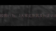 拉布拉多咬狗行为3大常见原因及纠正训练全指南