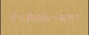 什么狗边牧一起养