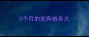 5个月的史宾格多大