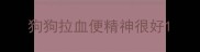 狗狗拉血便精神很好