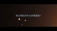 哈士奇幼犬什么时候退毛