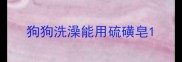 狗狗洗澡能用硫磺皂