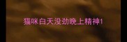 猫咪白天没劲晚上精神