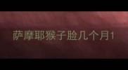 萨摩耶猴子脸几个月