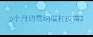 6个月的雪纳瑞打疫苗