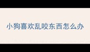 小狗喜欢乱咬东西怎么办