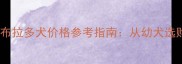 北京地区黑色拉布拉多犬价格参考指南从幼犬选购到饲养成本全
