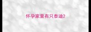 怀孕家里有只泰迪