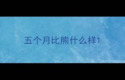 五个月比熊什么样