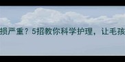 边牧跑步爪子磨损严重5招教你科学护理让毛孩子跑得更健康