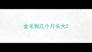 金毛狗几个月长大