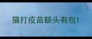 猫打疫苗额头有包
