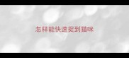 怎样能快速捉到猫咪