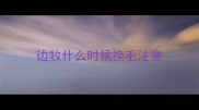 边牧什么时候换毛注意