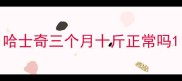 哈士奇三个月十斤正常吗