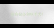 拉布拉多和牧羊犬