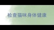 检查猫咪身体健康