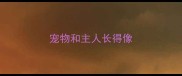 宠物和主人长得像