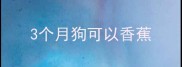 3个月狗可以香蕉
